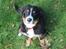 Berner sennenhund lillefix