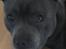 Staffordshire bull terrier Herman