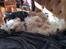 Coton de tulear Jespersen's Savannah