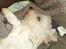 Coton de tulear Jespersen's Savannah