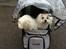 Coton de tulear Jespersen's Savannah