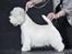 West highland white terrier omega ice