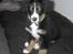 Berner sennenhund lillefix