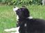 Border collie Selma