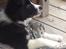 Border collie Selma