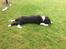 Border collie Selma