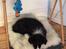 Border collie Selma