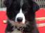 Border collie Selma