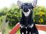 Chihuahua CH. Hello World Some Assembly Required "Saga"