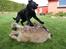Labrador retriever Enya - Enyas 1. legedate hjemme hos os. 1/10-16