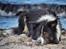Border collie Satu (Hummelhund)