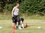 Border collie Satu (Hummelhund)