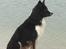 Border collie Satu (Hummelhund)