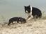 Border collie Satu (Hummelhund)