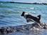 Border collie Satu (Hummelhund)