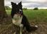 Border collie Satu (Hummelhund)