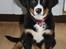 Berner sennenhund lillefix