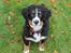 Berner sennenhund lillefix
