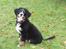 Berner sennenhund lillefix