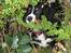 Berner sennenhund lillefix