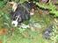 Berner sennenhund lillefix