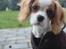 Cavalier king charles spaniel Zika - 23 oktober - 16 uger