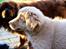 Nova scotia duck tolling retriever Springer Nova's Savanna Of Deye - prinsesse <3
