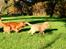 Nova scotia duck tolling retriever Springer Nova's Savanna Of Deye - Savanna og Maia's første møde.