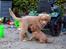 Nova scotia duck tolling retriever Springer Nova's Savanna Of Deye - Savanna med en af Maias Babys.