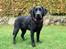 Labrador retriever Enya