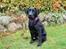 Labrador retriever Enya