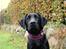 Labrador retriever Enya