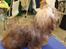 Bichon havanais Freya - efter første Soignerings kursus 10 md