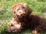 Bichon havanais Freya - ferie i Odense 6 md gammel 