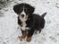 Berner sennenhund lillefix