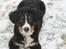 Berner sennenhund lillefix