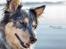 Australsk cattledog Turbo