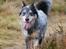 Australsk cattledog Turbo