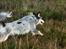 Australsk cattledog Turbo