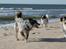 Australsk cattledog Turbo