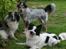 Australsk cattledog Turbo