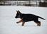 Schæferhund Diego
