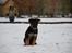 Schæferhund Diego