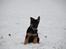 Schæferhund Diego