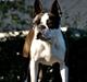 Boston terrier ZARA STYLE AND CHIC Torques