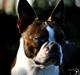 Boston terrier Dream of Jana vom Greifenring