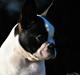 Boston terrier Melody Of Love Arwin