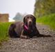 Labrador retriever Nanna *Himmelhund*