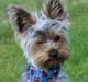 Yorkshire terrier Cujo