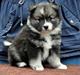Finsk lapphund Lapinlunas Ronjatar - Malou